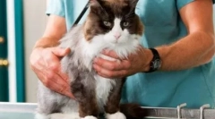 Ako pomôcť mačke v otrave: prvá pomoc a liečba choroby